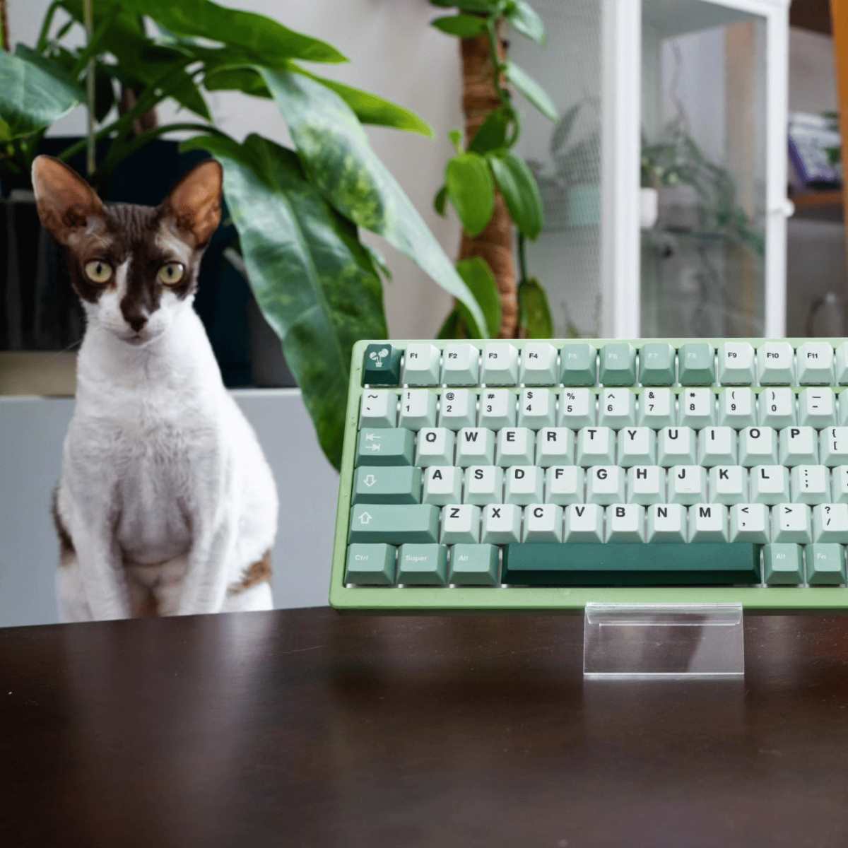 HipyoCaps Jungle Keycaps Giveaway